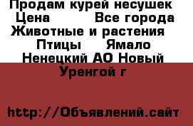 Продам курей несушек › Цена ­ 350 - Все города Животные и растения » Птицы   . Ямало-Ненецкий АО,Новый Уренгой г.